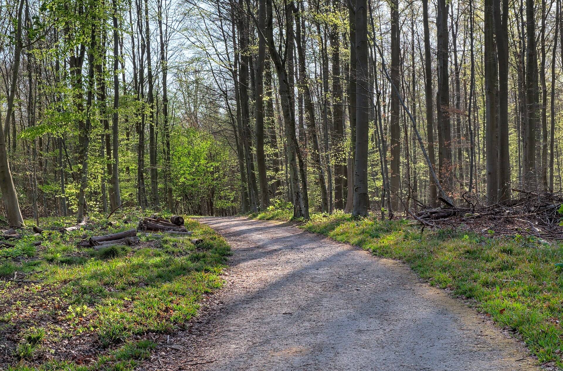 Forest path in the Sonian Forest, Brussels, with felled timber stacked between tall beech trees